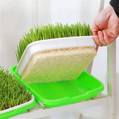 Shopzone automatic wheatgrass growing tray with self-watering hydroponic system and sprout planter for home indoor gardening.