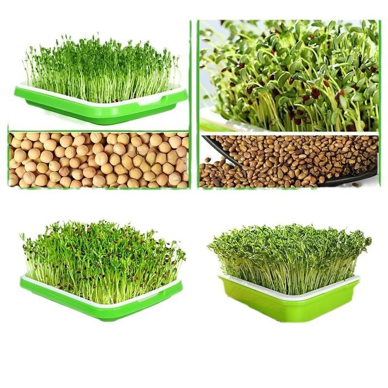 Automatic Wheatgrass Growing Tray | Self-Watering Hydroponic Sprout Planter for Home