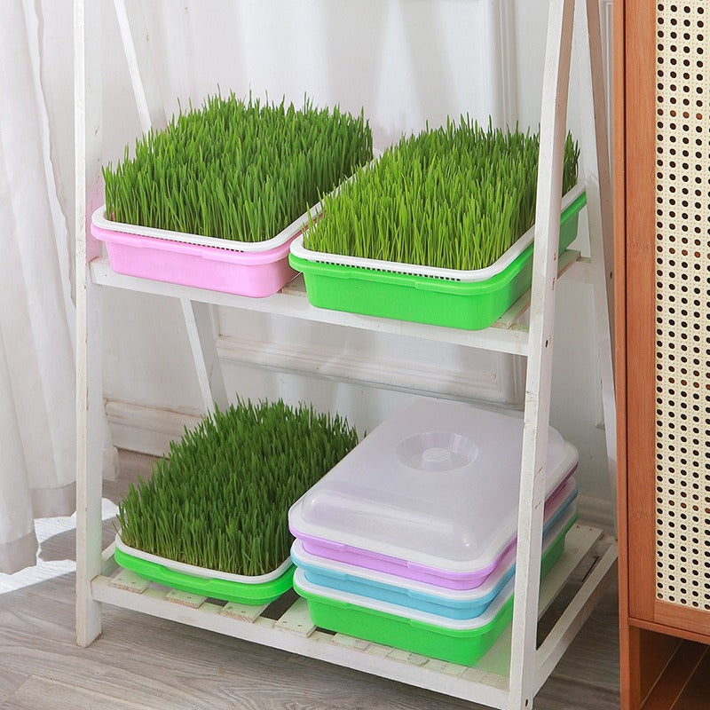 Automatic Wheatgrass Growing Tray | Self-Watering Hydroponic Sprout Planter for Home